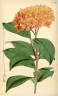 Ixora javanica