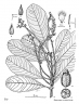 Elaeocarpus murukkai