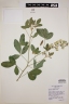 Crotalaria cajanifolia