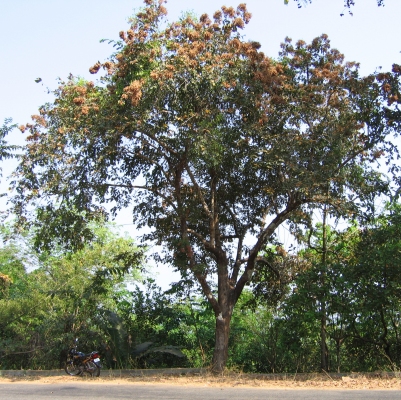 Terminalia paniculata