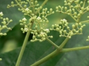 Leea macrophylla