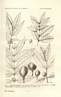 Salacia leptoclada