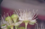 Backhousia hughesii