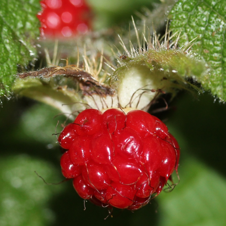 Rubus pectinellus