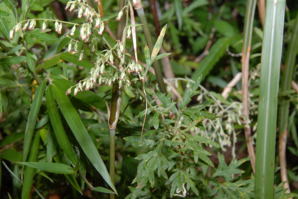 Artemisia indica