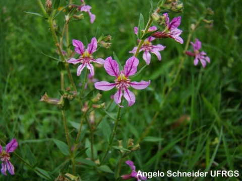 Cuphea glutinosa