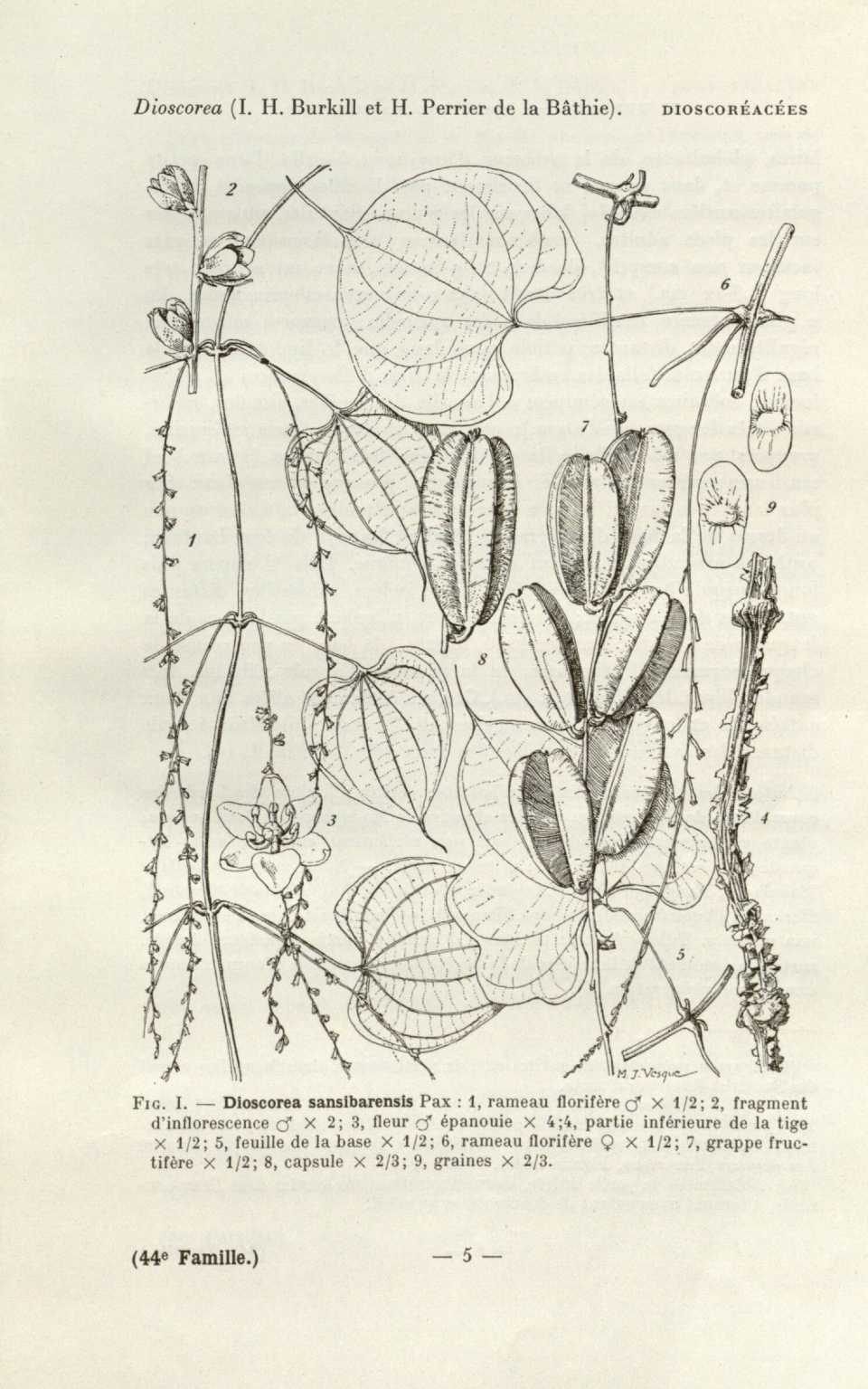 Dioscorea sansibarensis Images - Useful Tropical Plants