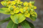 Euphorbia depauperata