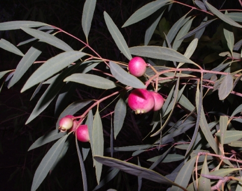 Syzygium eucalyptoides