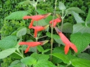 Salvia gesneriiflora