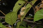 Prunus turneriana