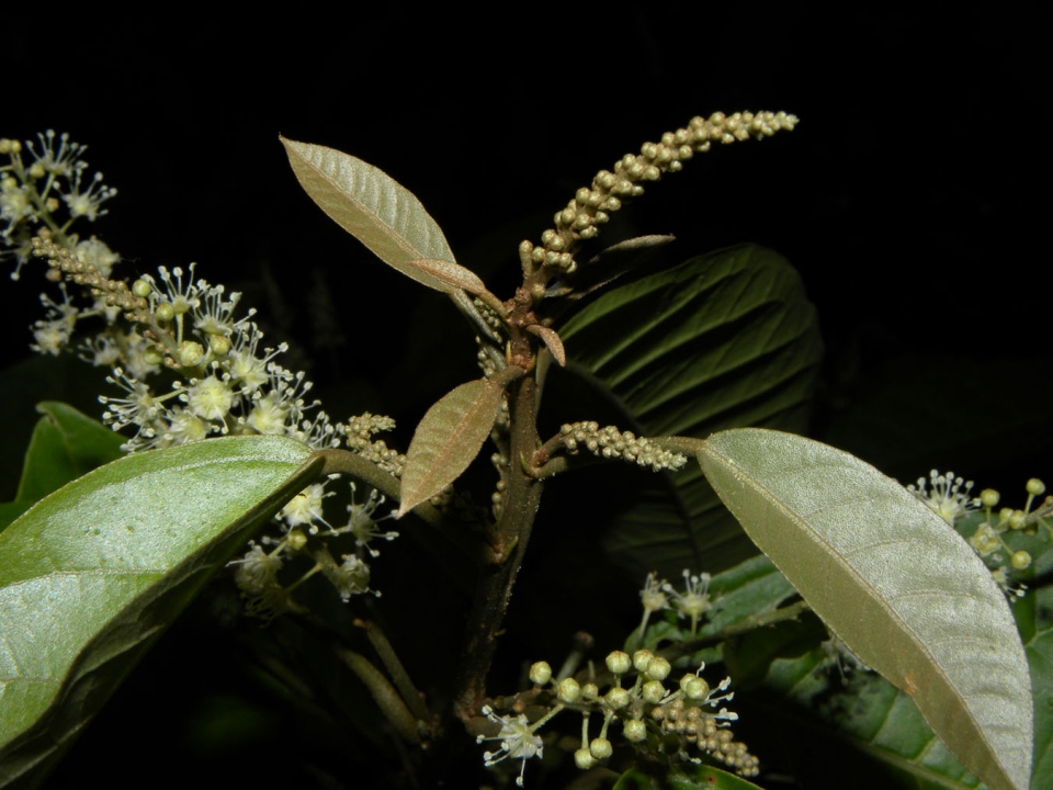 Croton schiedeanus