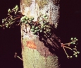 Iryanthera juruensis