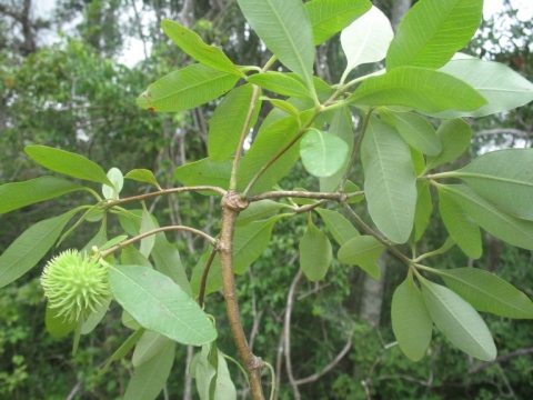 Euphorbia pervilleana
