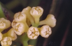 Endiandra compressa