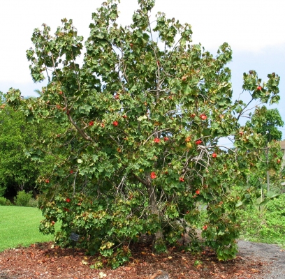 Kokia drynarioides