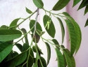 Annona reticulata
