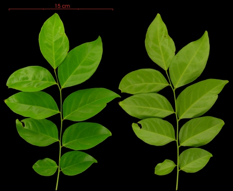 Picramnia latifolia