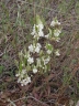 Campomanesia pubescens