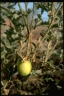 Solanum chippendalei