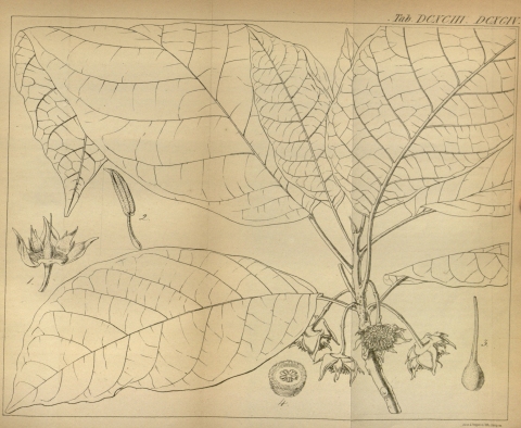 Sloanea jamaicensis