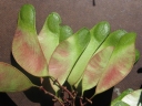 Brandzeia filicifolia