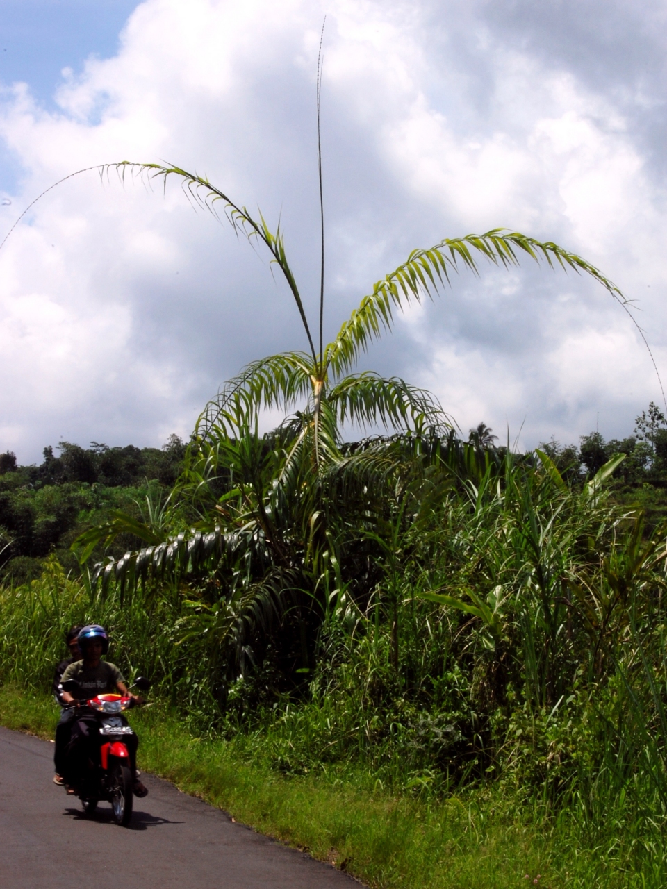 Plectocomia elongata