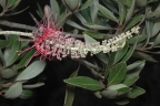 Grevillea gillivrayi