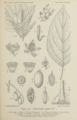 Elaeocarpus glaber