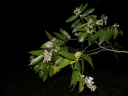 Trichospermum grewiifolium