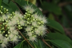 Syzygium lineatum