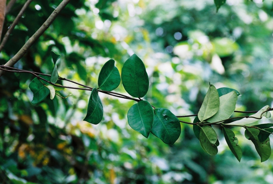 Cryptolepis oblongifolia