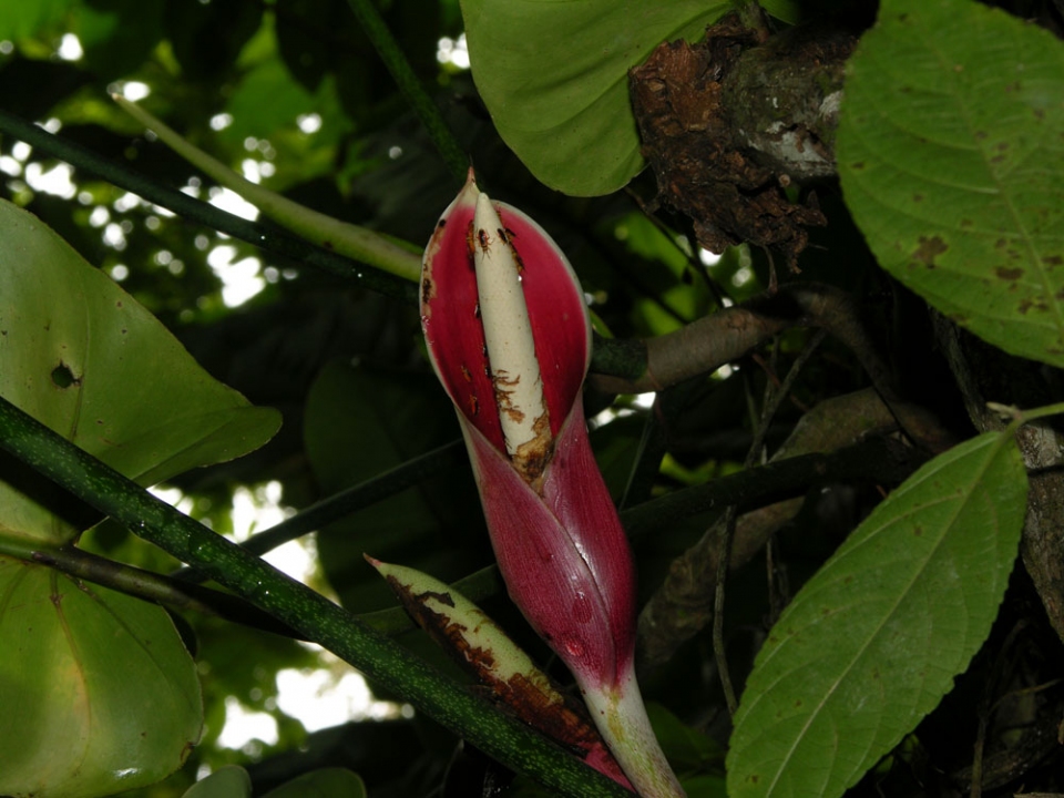 Philodendron sagittifolium