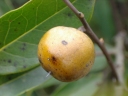 Diospyros morrisiana