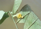 Tabernaemontana macrocalyx