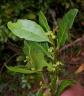 Mystroxylon aethiopicum