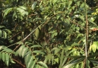 Calamus henryanus