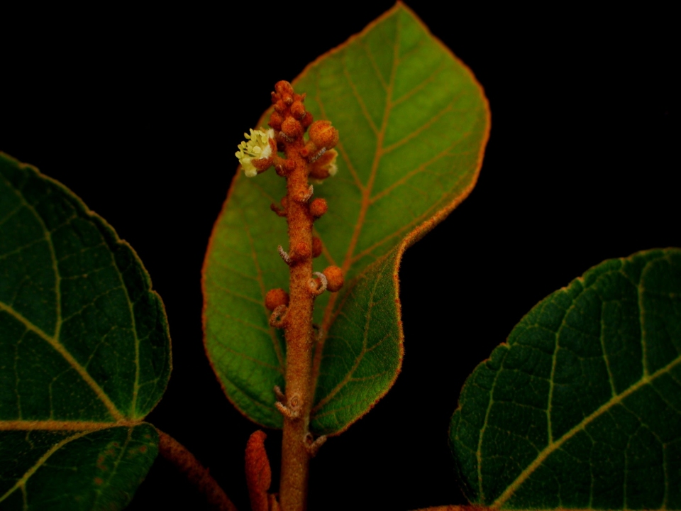 Croton mongue