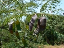 Senegalia polyacantha