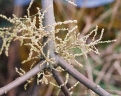 Alchornea cordifolia