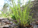 Phyllanthus virgatus