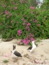 Bougainvillea spectabilis