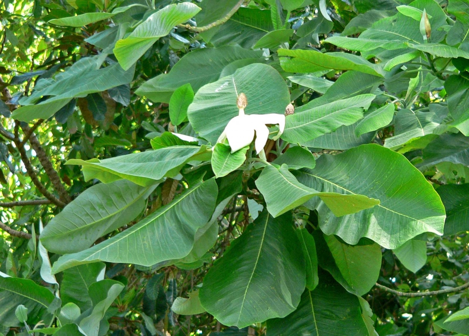 Magnolia macrophylla dealbata