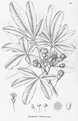 Eriotheca pentaphylla