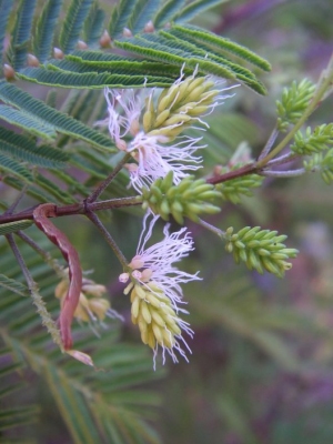 Gagnebina myriophylla