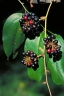 Smilax calophylla