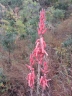 Aloe christianii