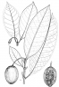 Stachyarrhena heterochroa