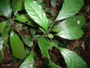 Cola greenwayi