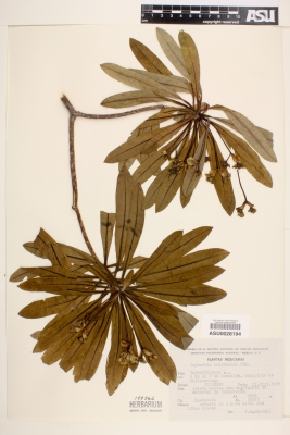 Euphorbia calyculata